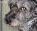 Elfrie,een lieve hond, likt nogal aan zichzelf. Ook wil hij in de poezenkamer graag een gat in de vloer graven! 
